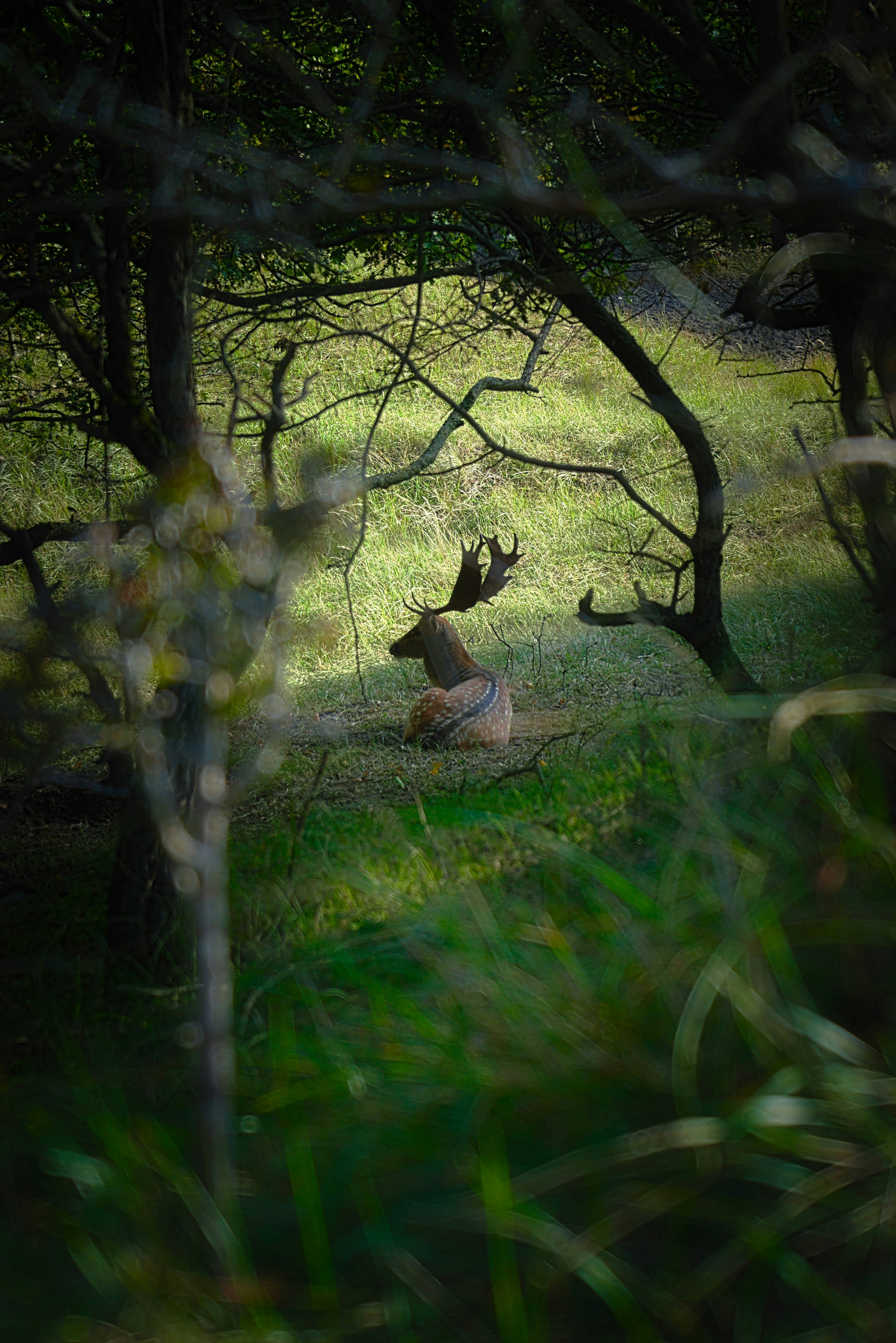 ein Reh, das im Gras unter einigen Bäumen liegt