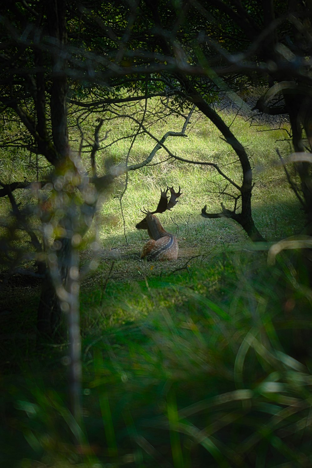 a deer laying in the grass under some trees