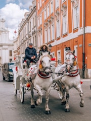 A traditional horse-drawn carriage moving through a scenic Flemish countryside.