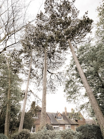 Tall, slender trees with textured bark stretch upwards, framing a traditional brick house with a steeply pitched roof and multiple chimneys. The surrounding foliage is lush and dense, creating a serene and secluded atmosphere.