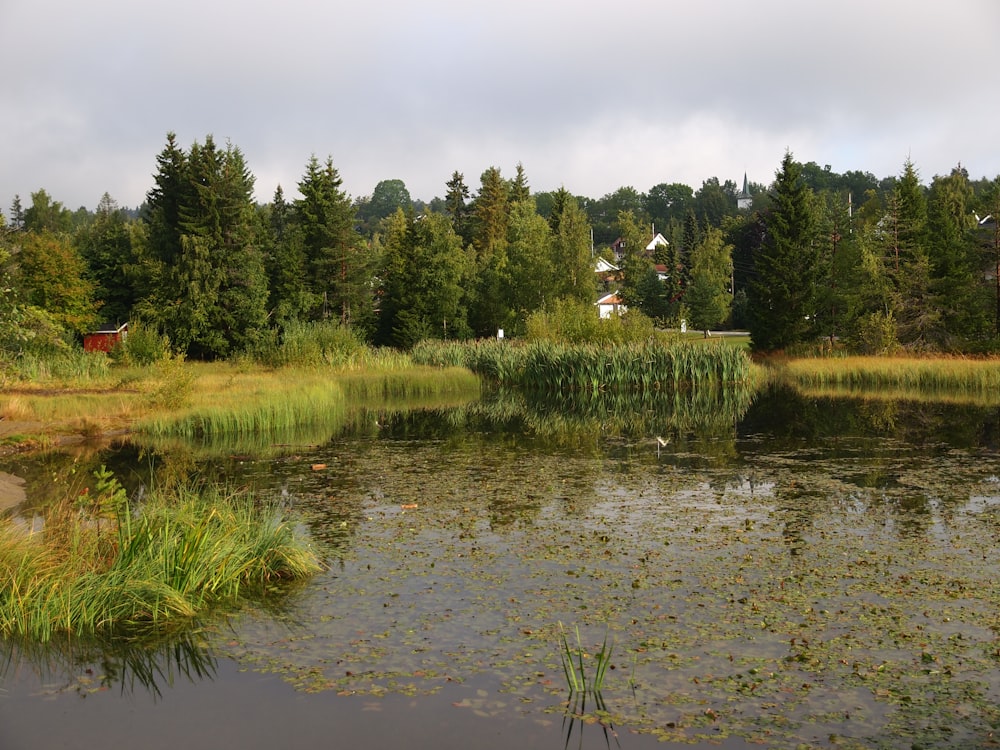 a lake surrounded by trees and grass