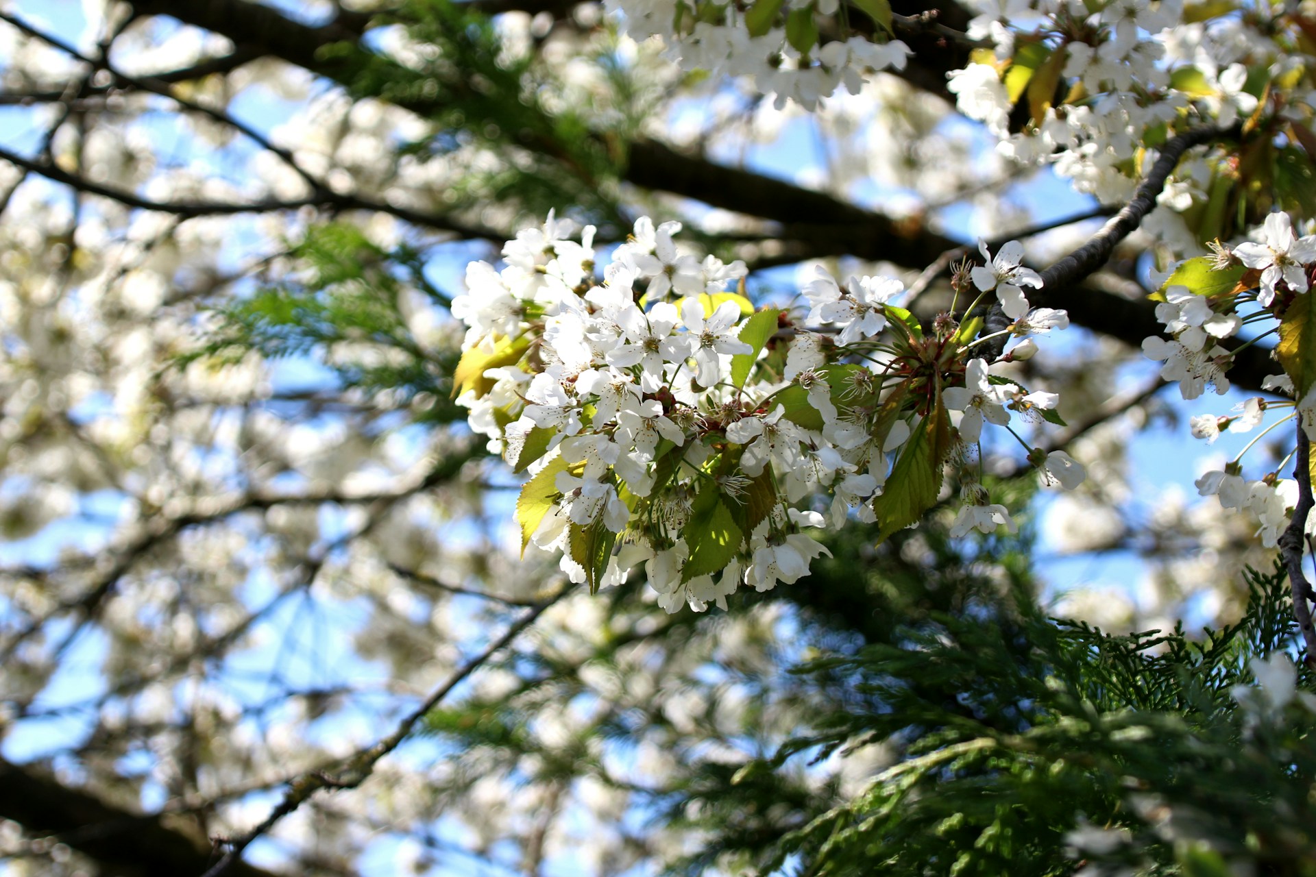 a branch of a tree with white flowers