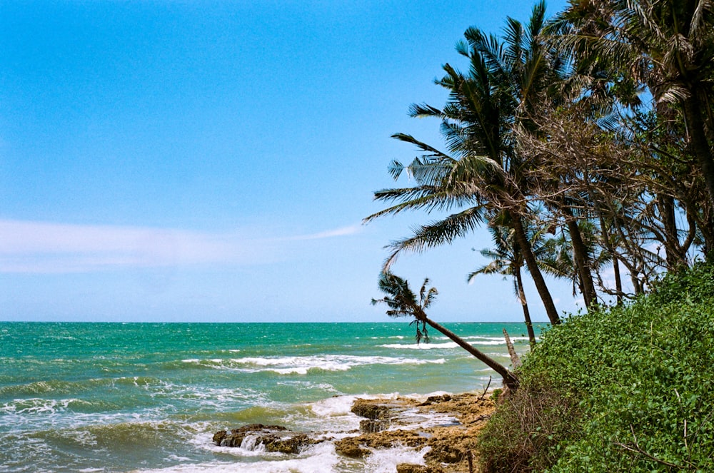 a view of the ocean with palm trees in the foreground