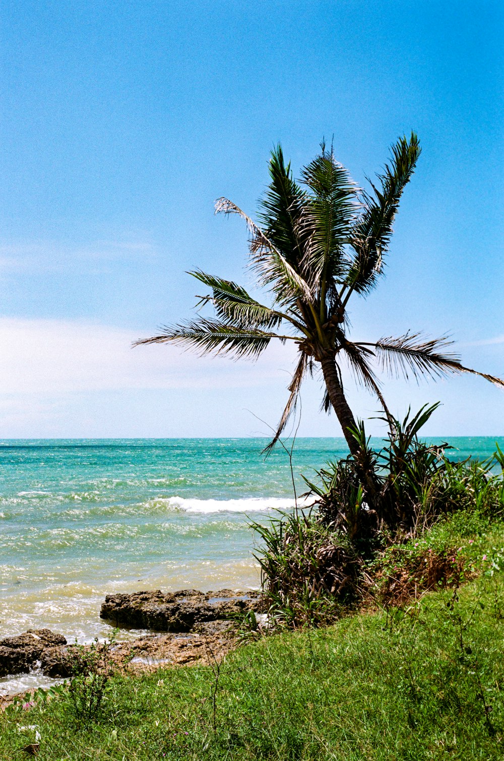 a palm tree on the shore of the ocean