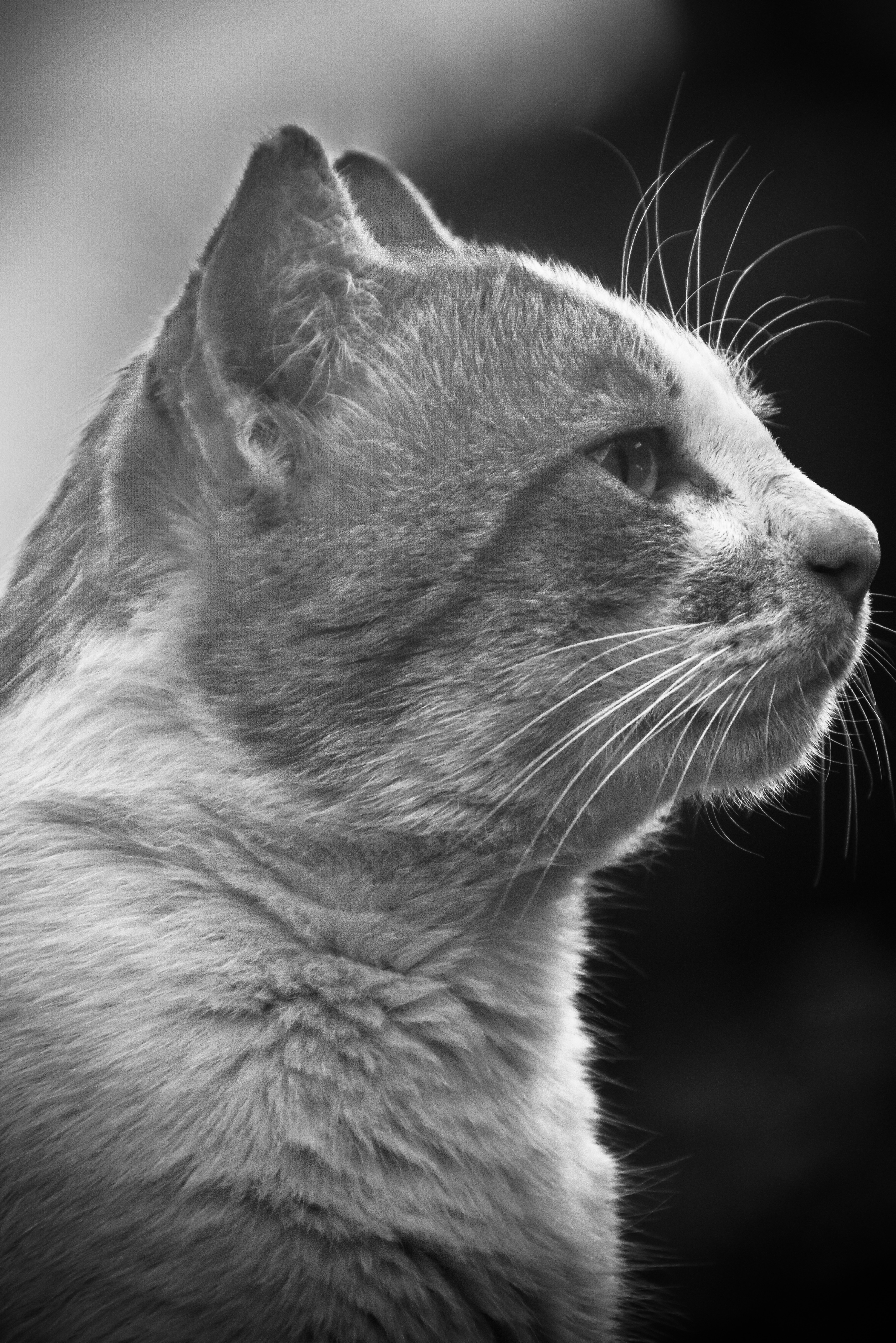 Photo by stevecameup