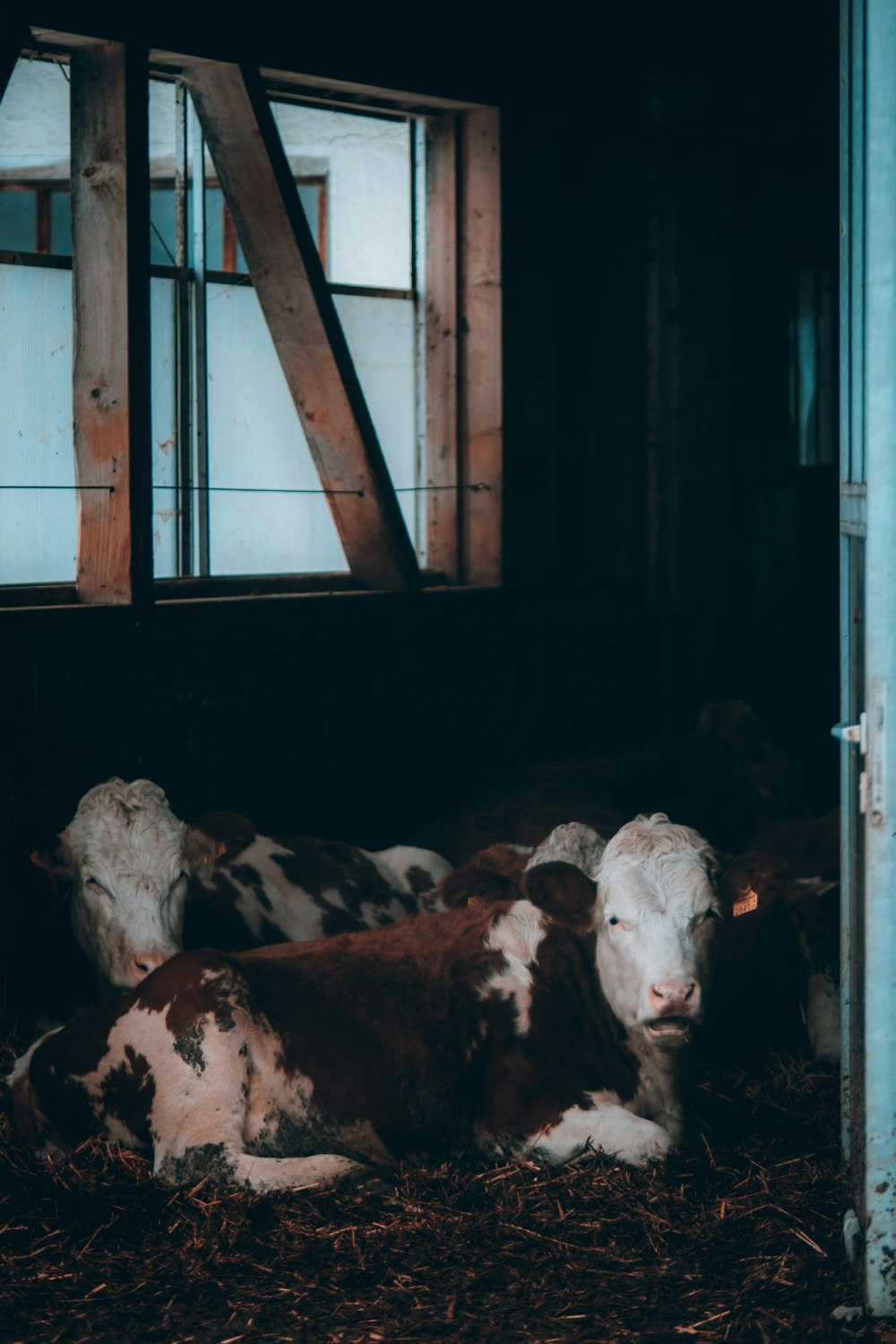 a group of cows laying down in a barn
