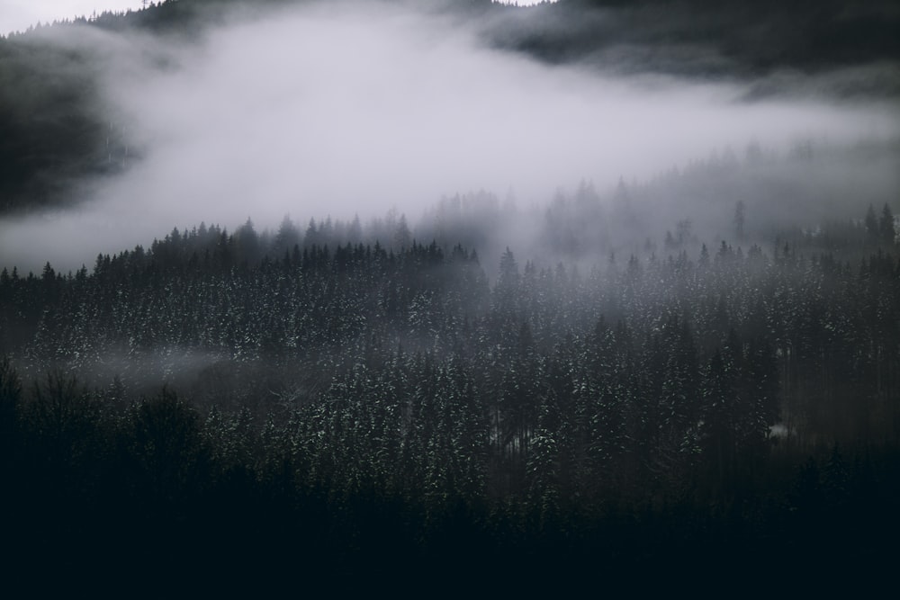 霧と低い雲に覆われた森