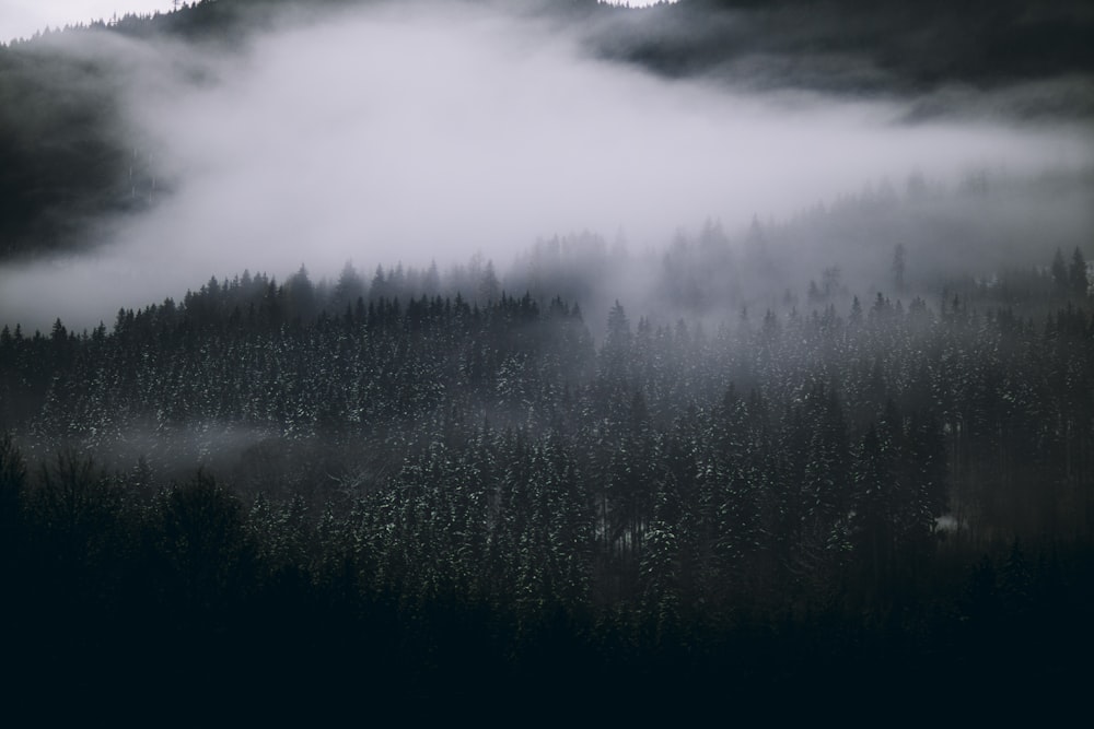 a forest covered in fog and low lying clouds