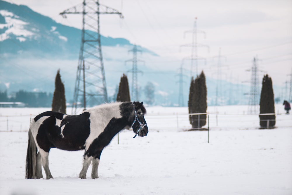 a black and white horse standing in the snow