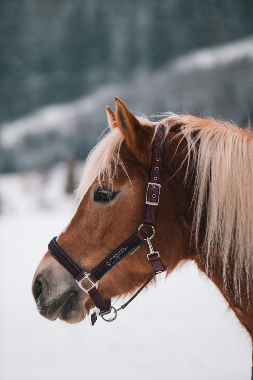 a brown horse with blonde hair standing in the snow