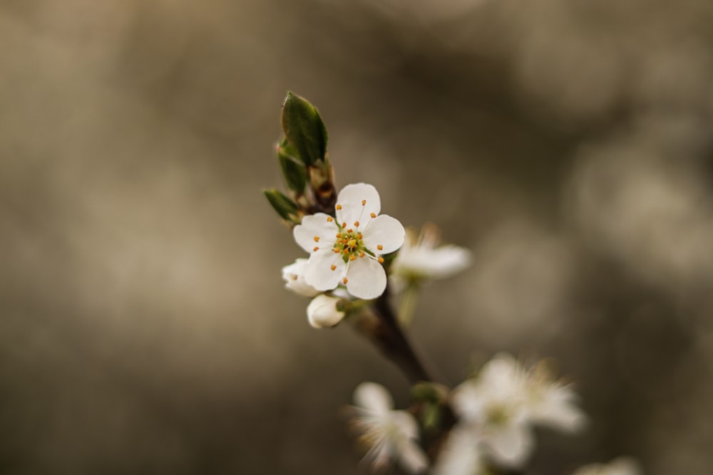 a close up of a flower on a tree branch