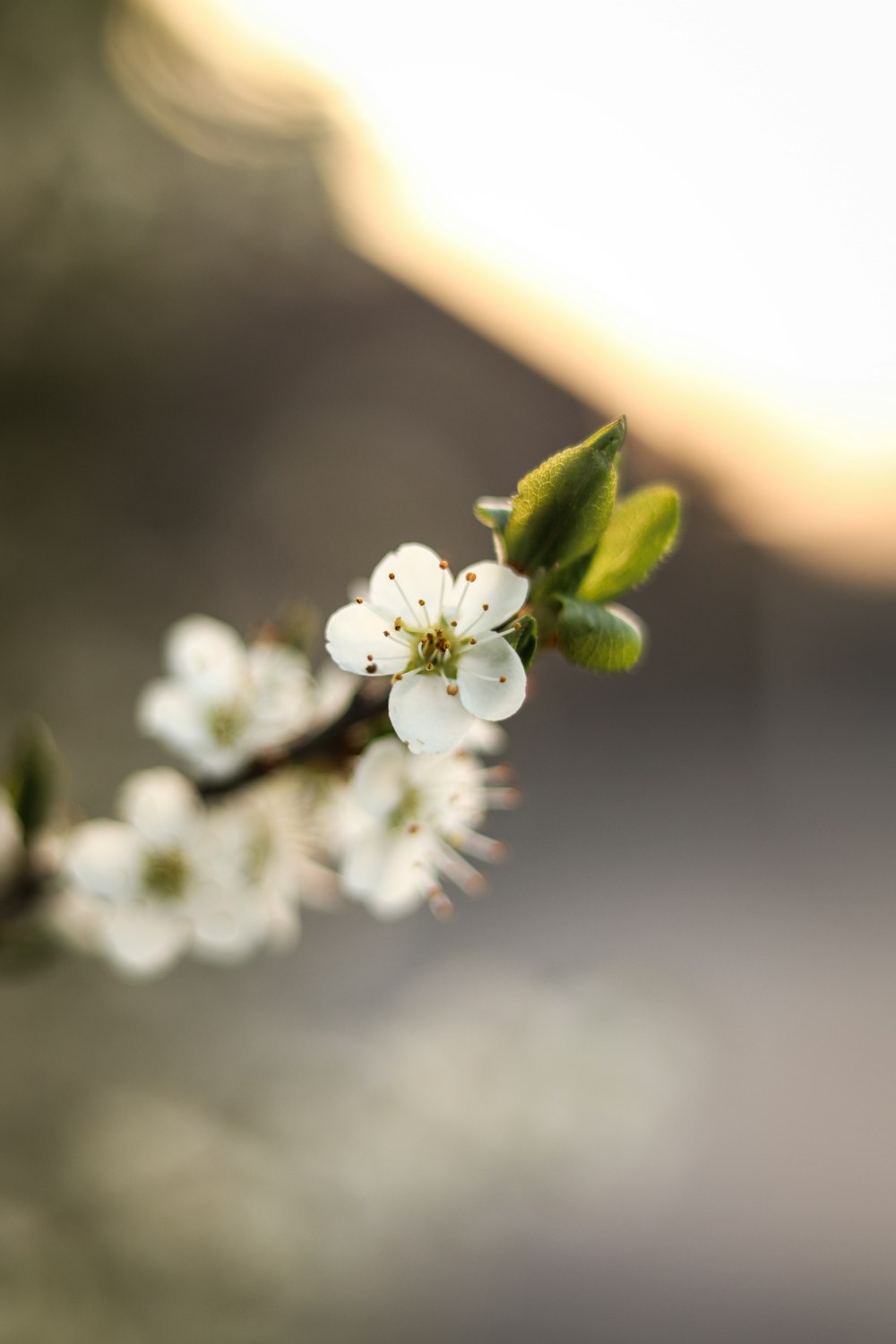 a branch of a tree with white flowers