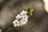 a close up of a branch with white flowers