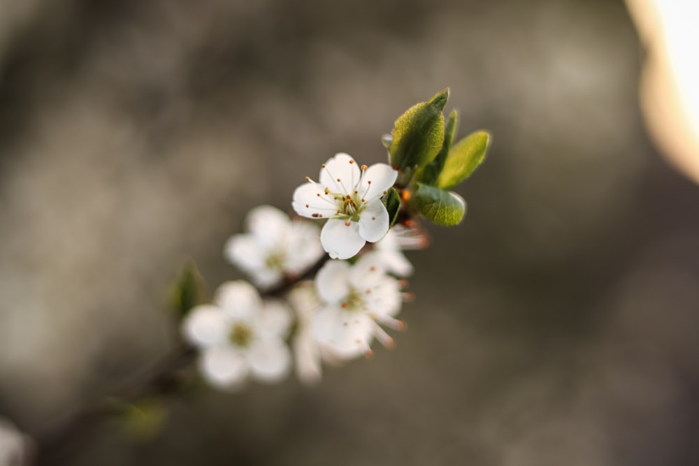 a close up of a branch with white flowers