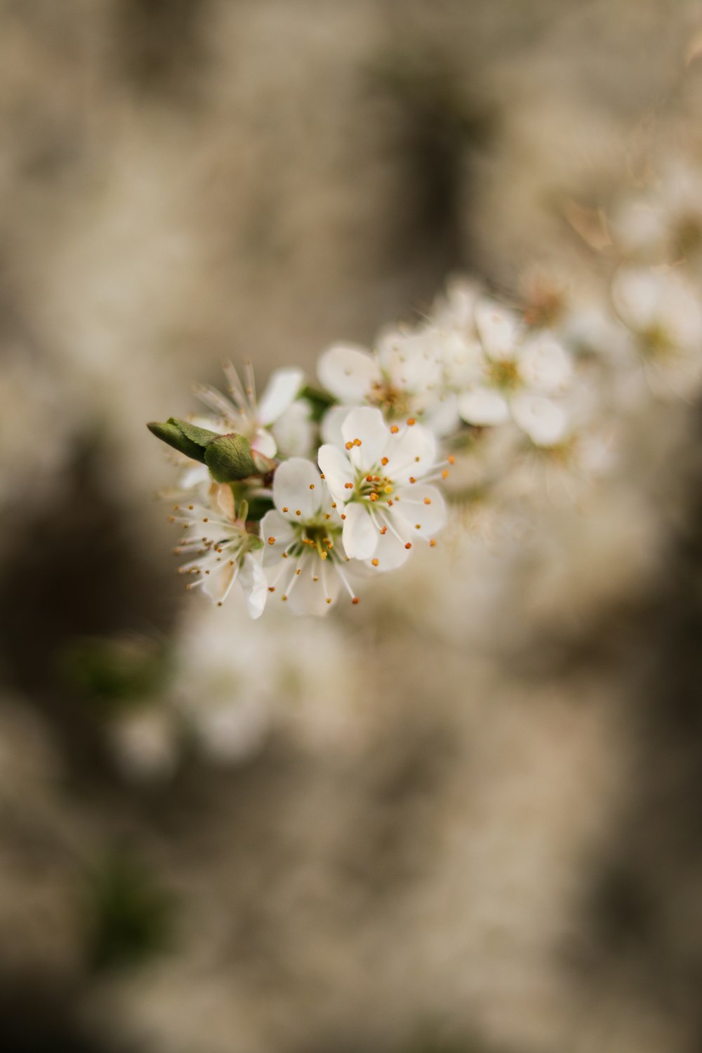 a close up of some white flowers on a tree