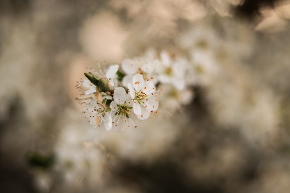 a close up of some white flowers on a tree