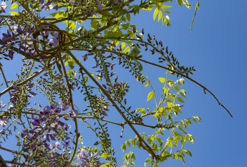 a tree with purple flowers and green leaves