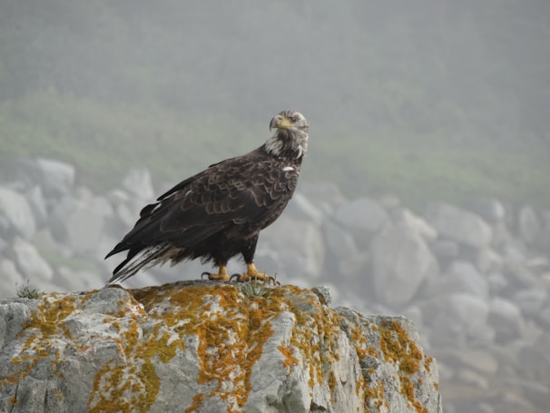 A majestic bald eagle soaring high above a misty mountain lake.