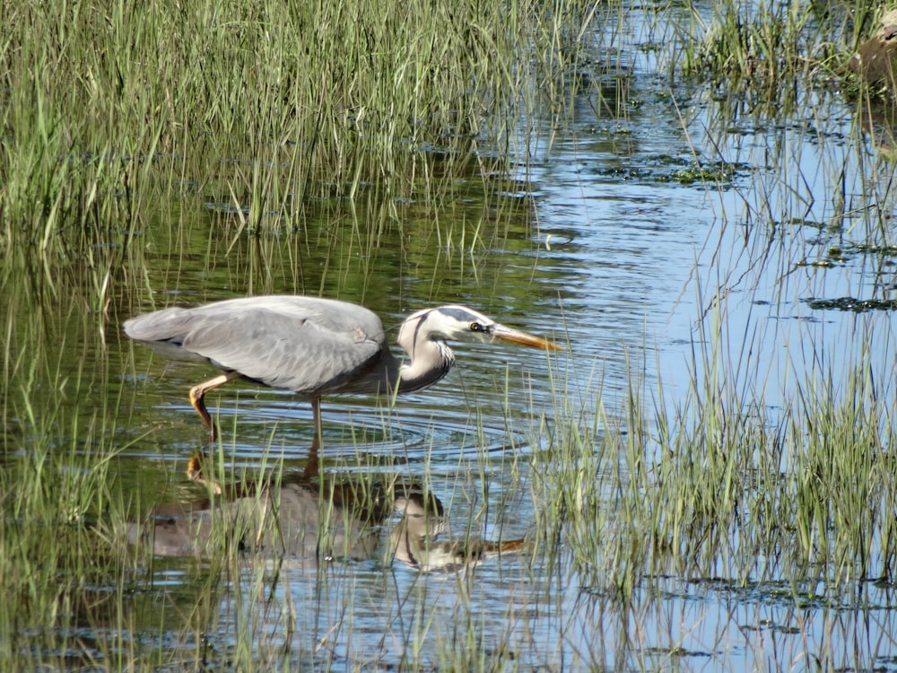 Ein Vogel watet mit einem Fisch im Maul im Wasser