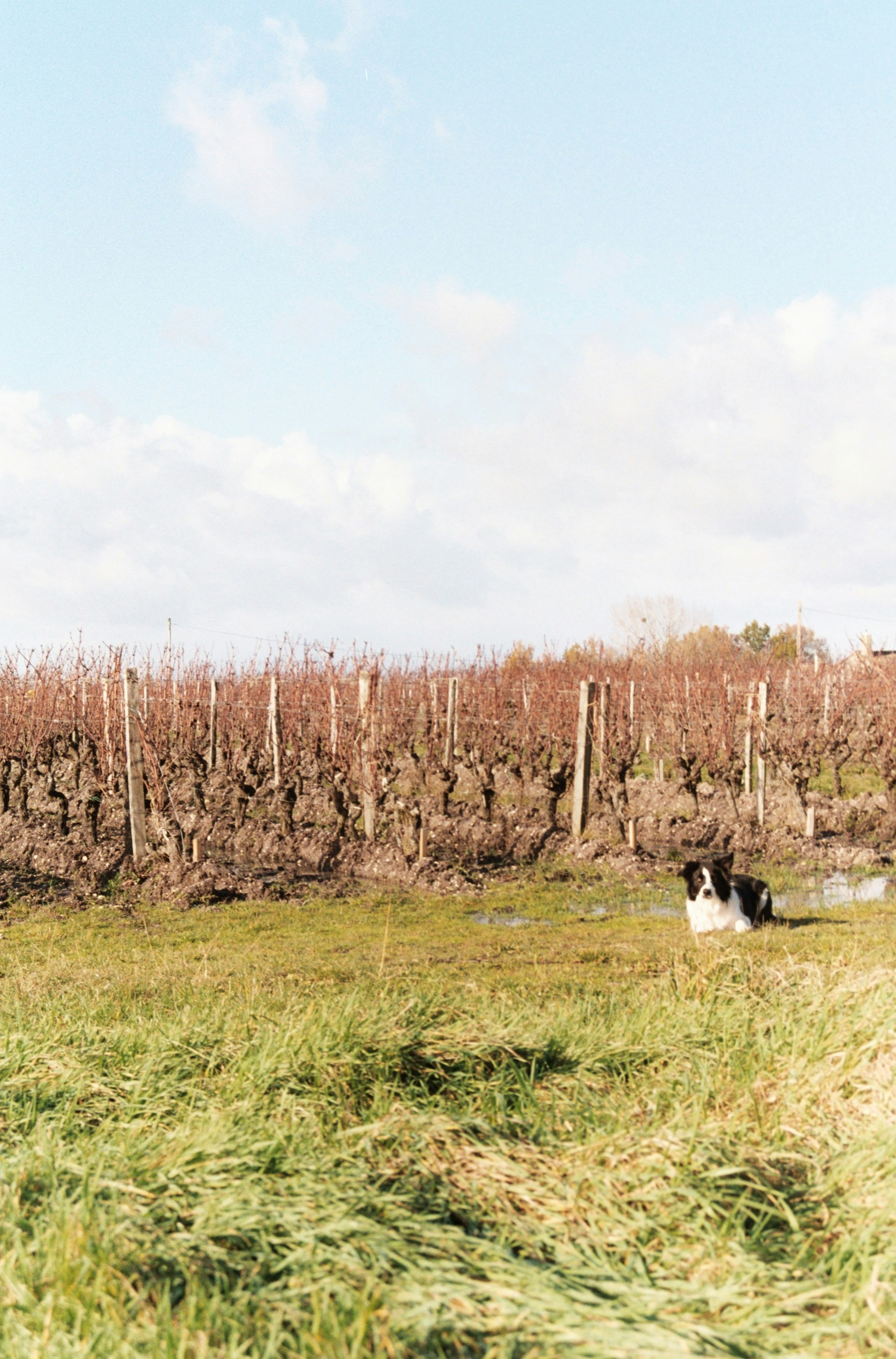 Un chien noir et blanc debout dans un champ