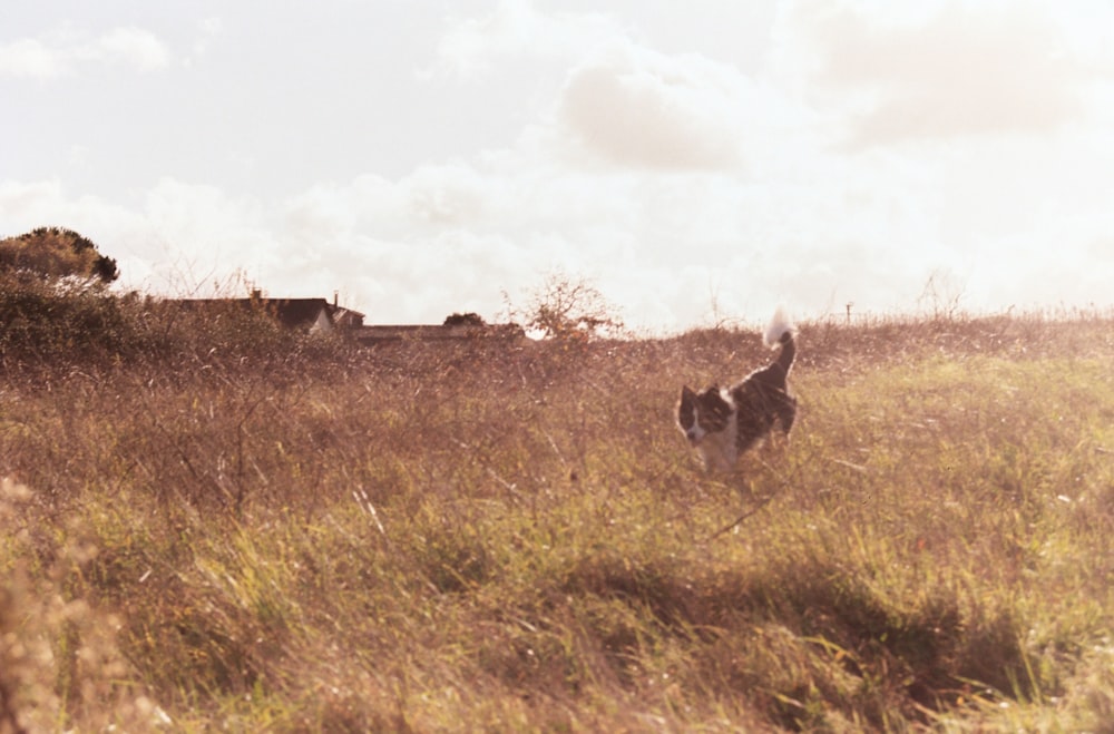 a dog running through a field of tall grass