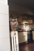 A fluffy gray cat is perched on top of a white radiator in a kitchen. The background features kitchen elements such as cabinets, a countertop with items like a red cutting board and a dish rack, and a stainless steel dishwasher. The room is warmly lit, creating a cozy atmosphere.
