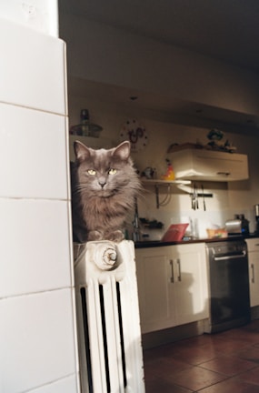 A fluffy gray cat is perched on top of a white radiator in a kitchen. The background features kitchen elements such as cabinets, a countertop with items like a red cutting board and a dish rack, and a stainless steel dishwasher. The room is warmly lit, creating a cozy atmosphere.