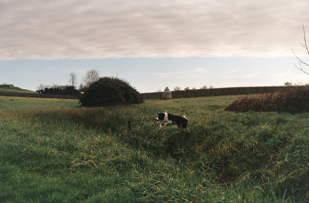 a black and white dog standing in a grassy field