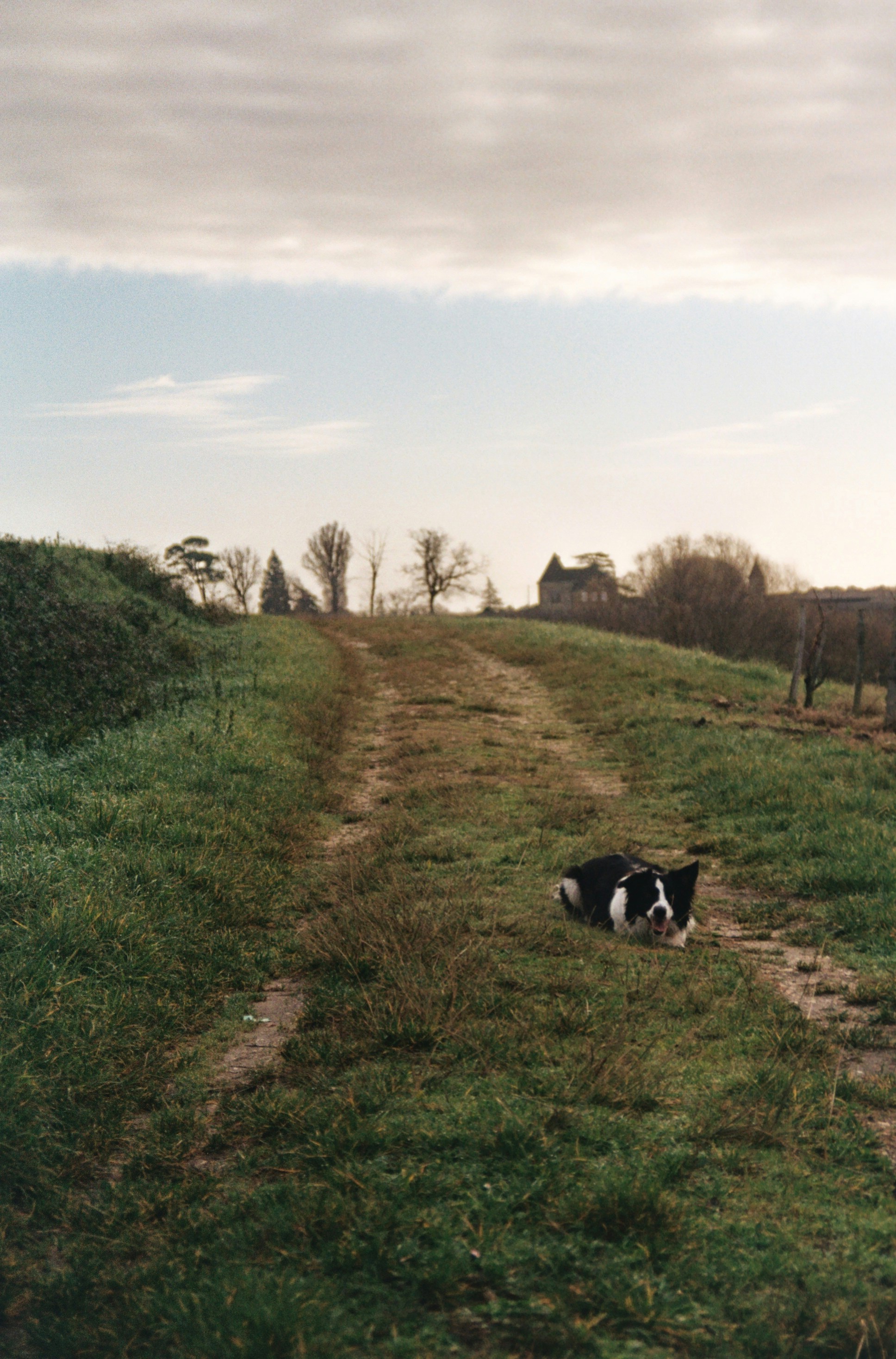 Un chien noir et blanc couché au milieu d’un champ