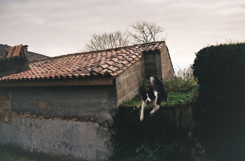 a black and white dog jumping off a building