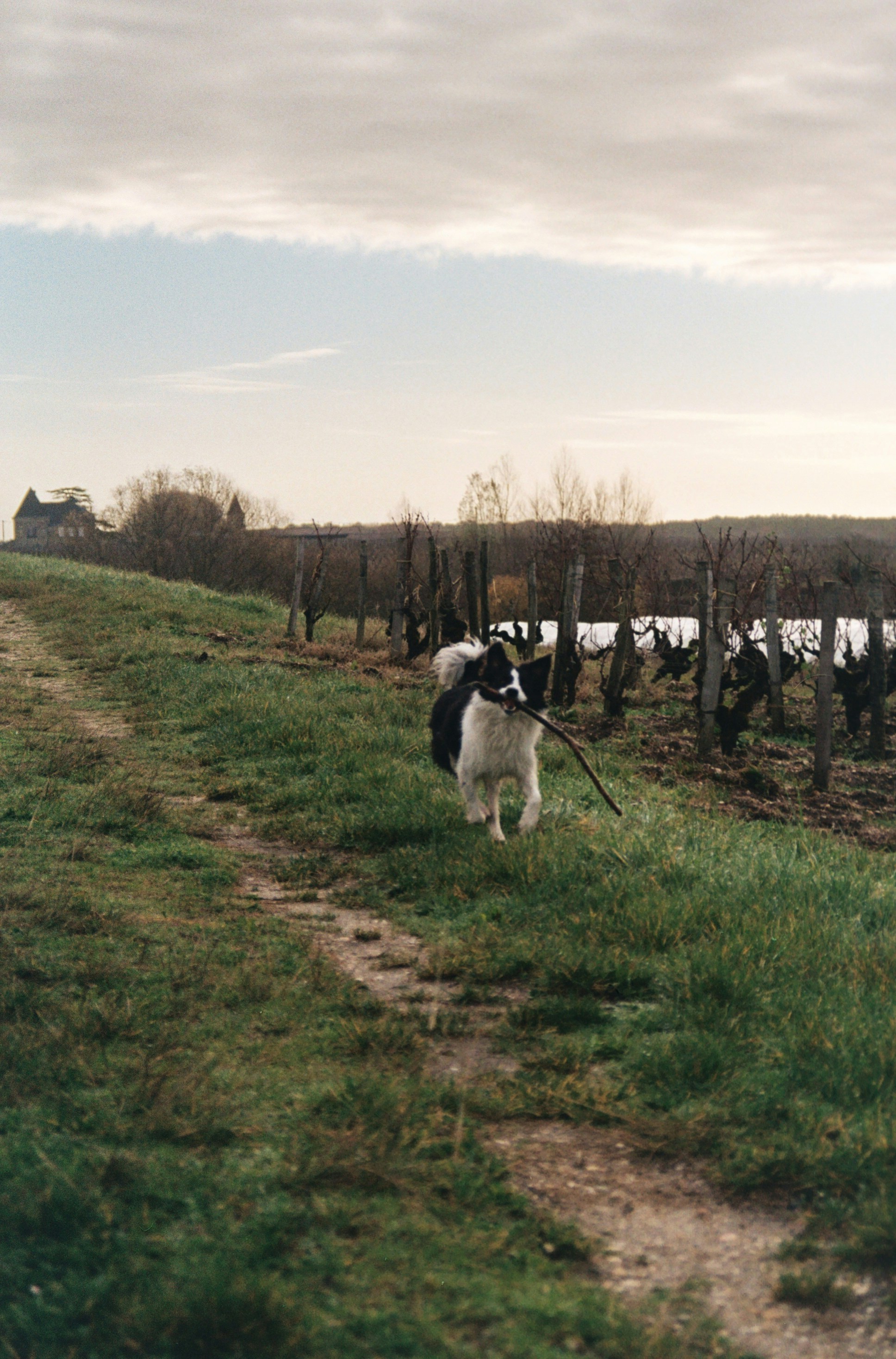 Un chien noir et blanc debout au sommet d’un champ verdoyant