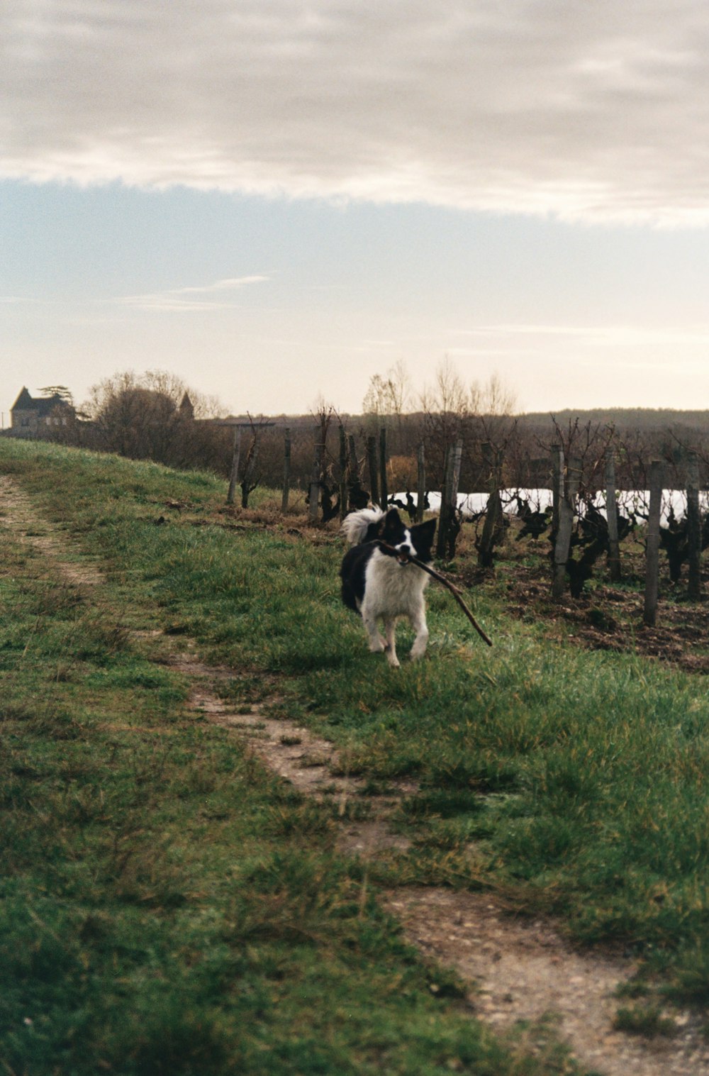 a black and white dog standing on top of a lush green field