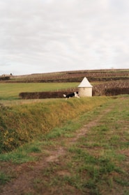 A pastoral landscape featuring a small stone structure with a conical roof situated in the midst of expansive green fields. In the foreground, a border collie is running along a grassy path, with neatly trimmed hedges and rows of what appear to be grapevines in the background. The sky is overcast, casting a muted light over the serene rural setting.