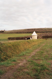 A pastoral landscape featuring a small stone structure with a conical roof situated in the midst of expansive green fields. In the foreground, a border collie is running along a grassy path, with neatly trimmed hedges and rows of what appear to be grapevines in the background. The sky is overcast, casting a muted light over the serene rural setting.