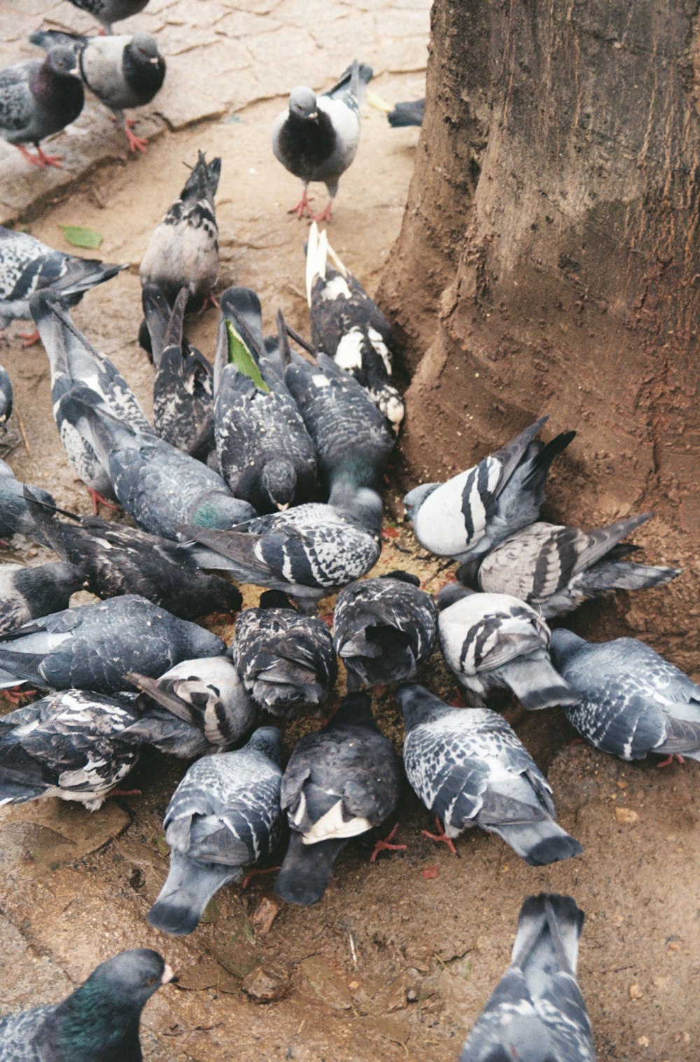 a flock of pigeons standing around a tree