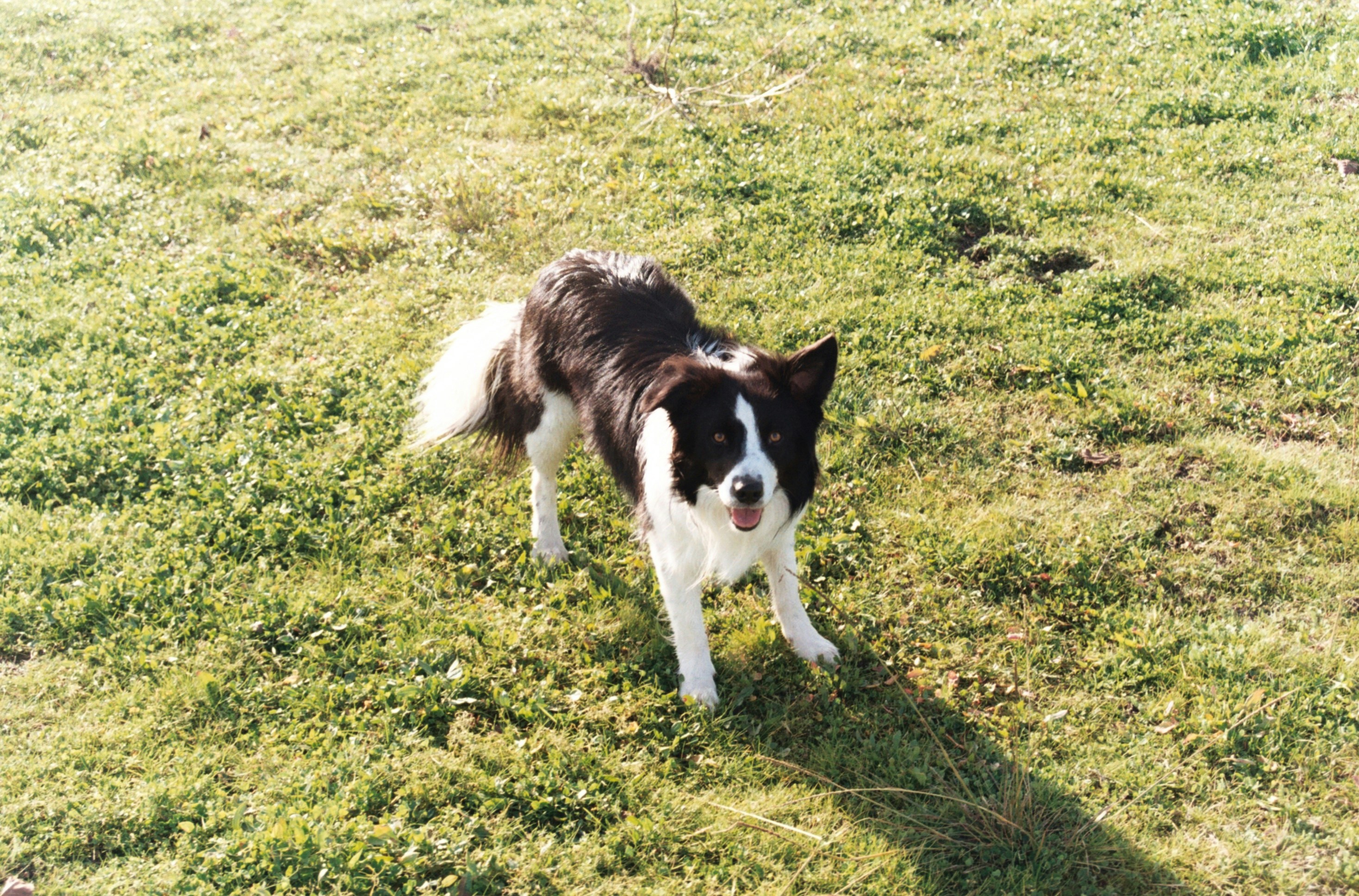 Un chien noir et blanc debout au sommet d’un champ verdoyant