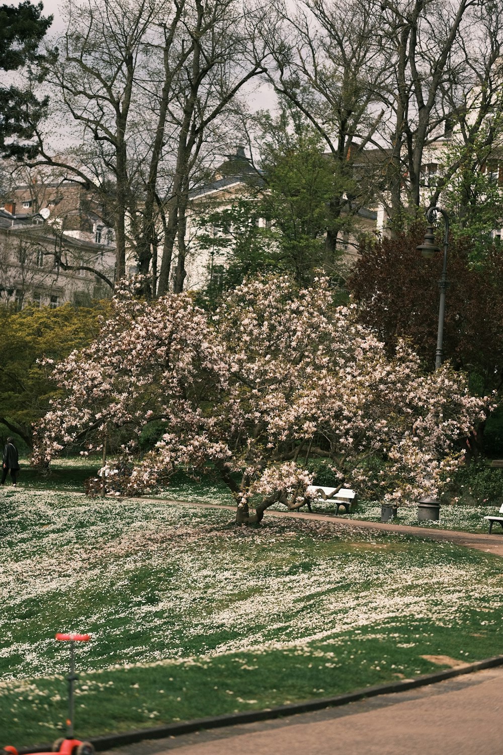 Un árbol con flores blancas en un parque