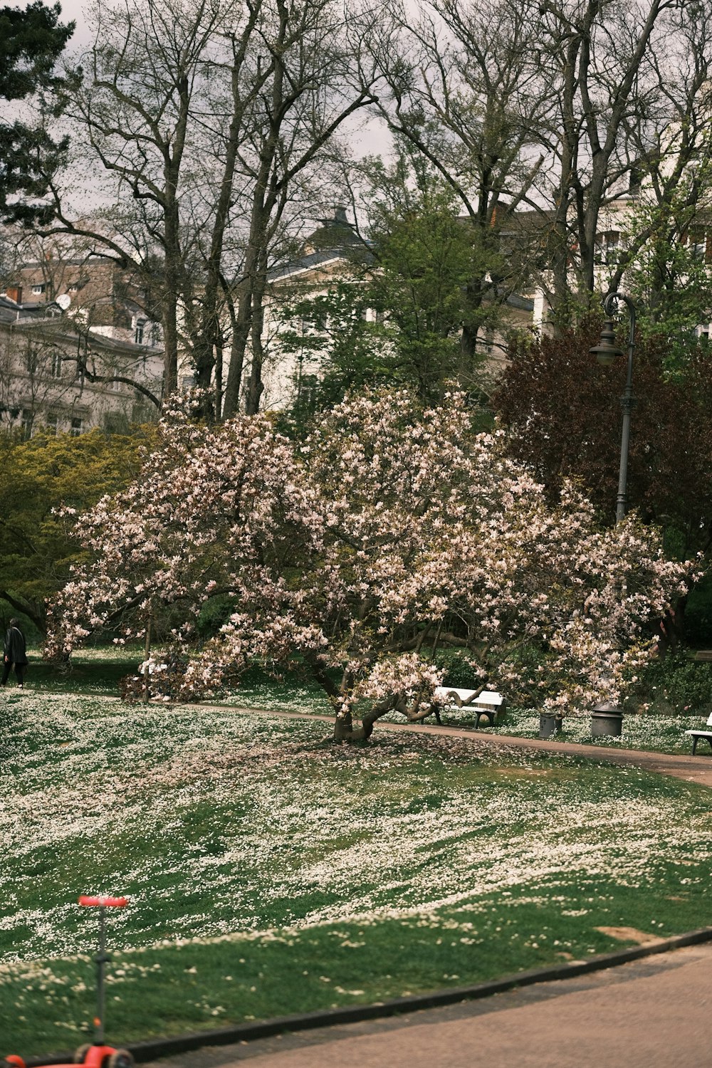 a tree with white flowers in a park