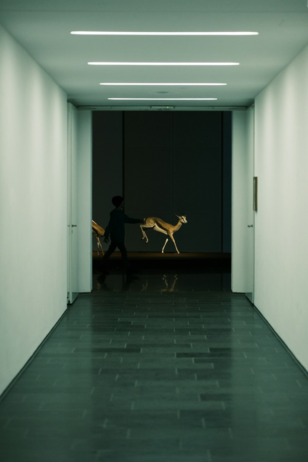 a person walking down a hallway with two dogs