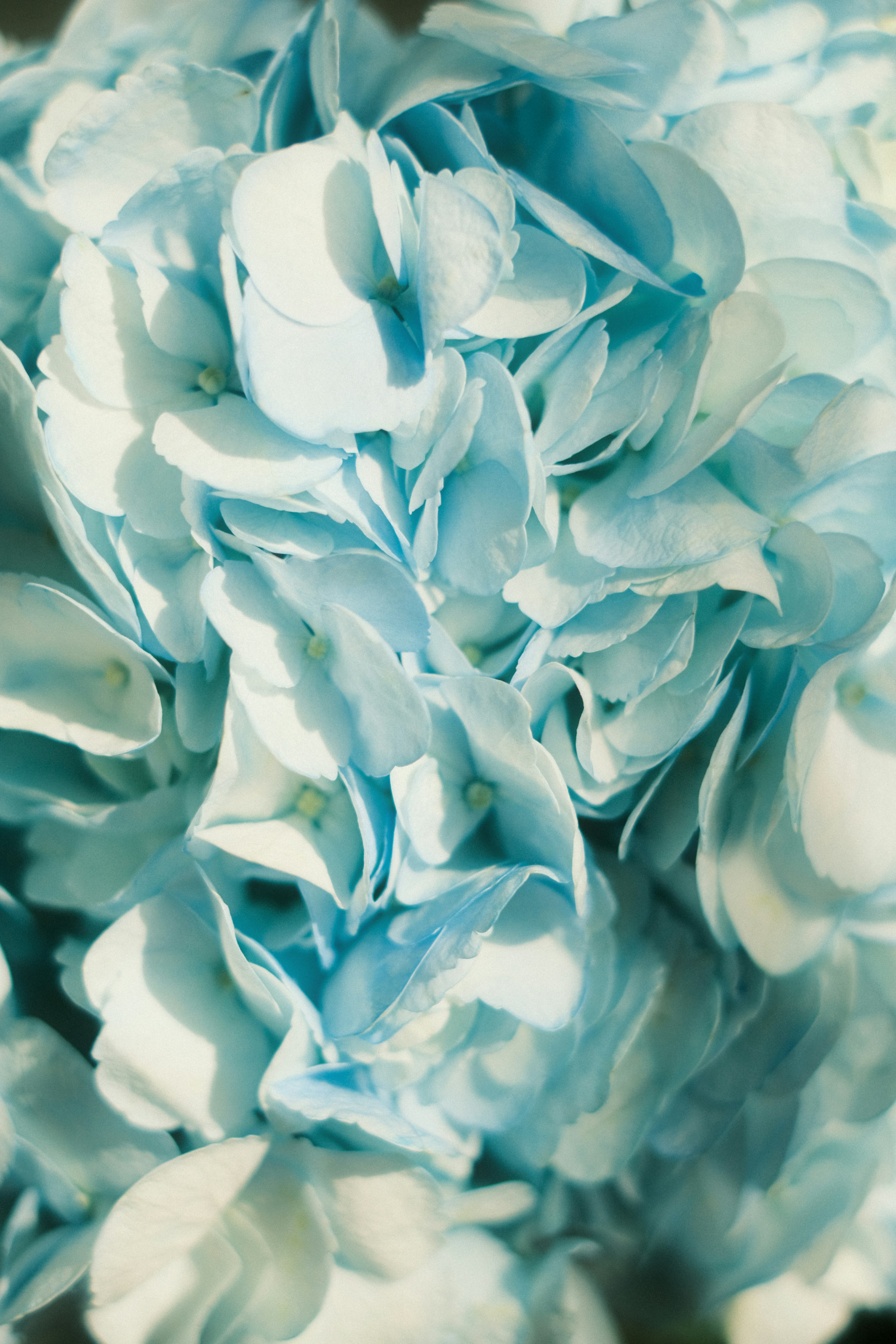 bedroom plant wallpaper, wallpaper, Eclectic Indoor Plants for Bedroom: Top Choices 6