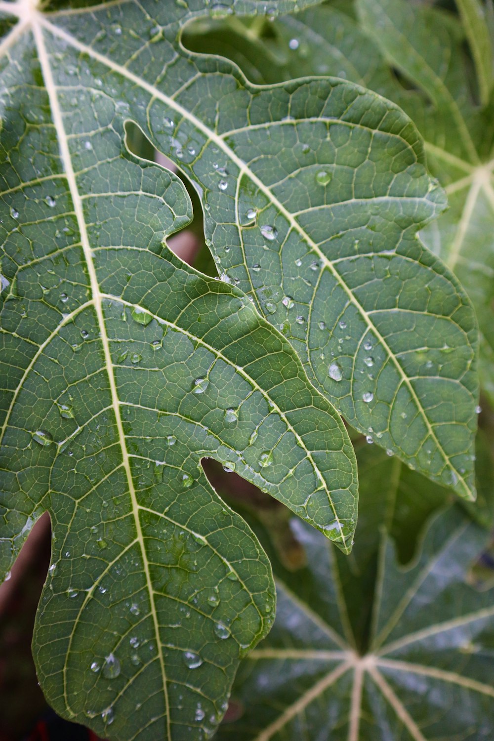 a green leaf with drops of water on it