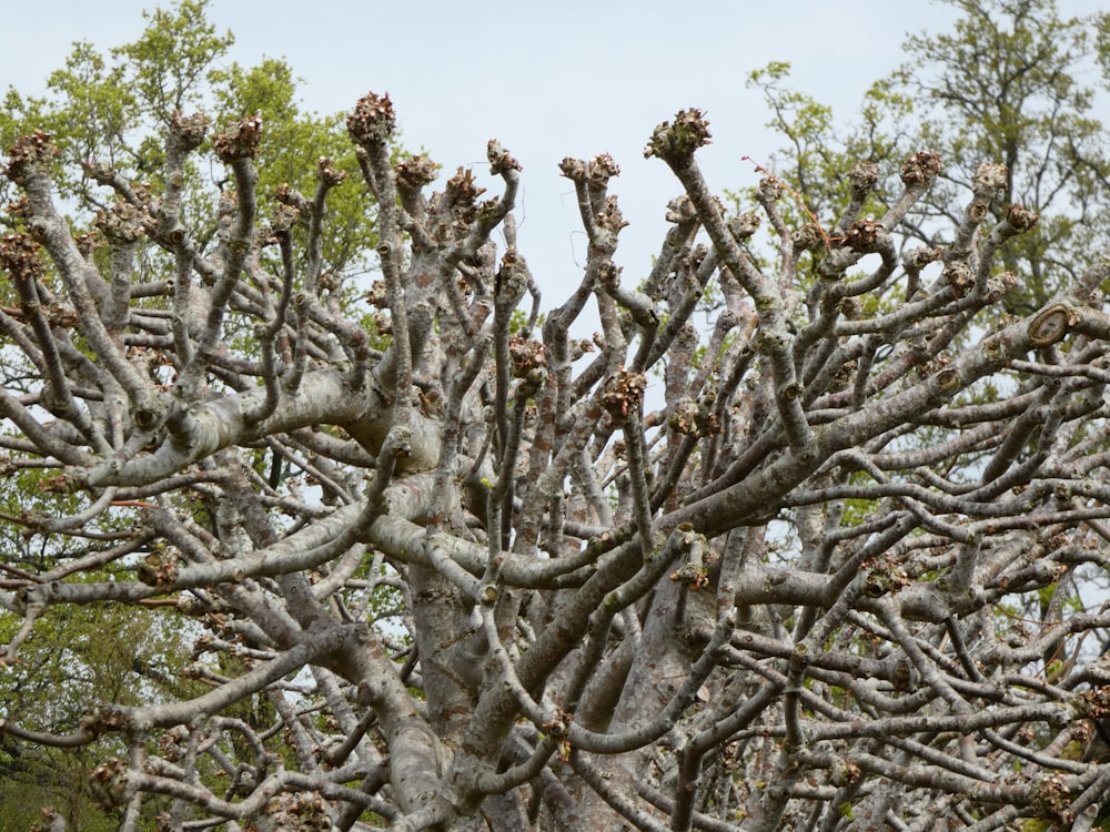 a very large tree with lots of branches