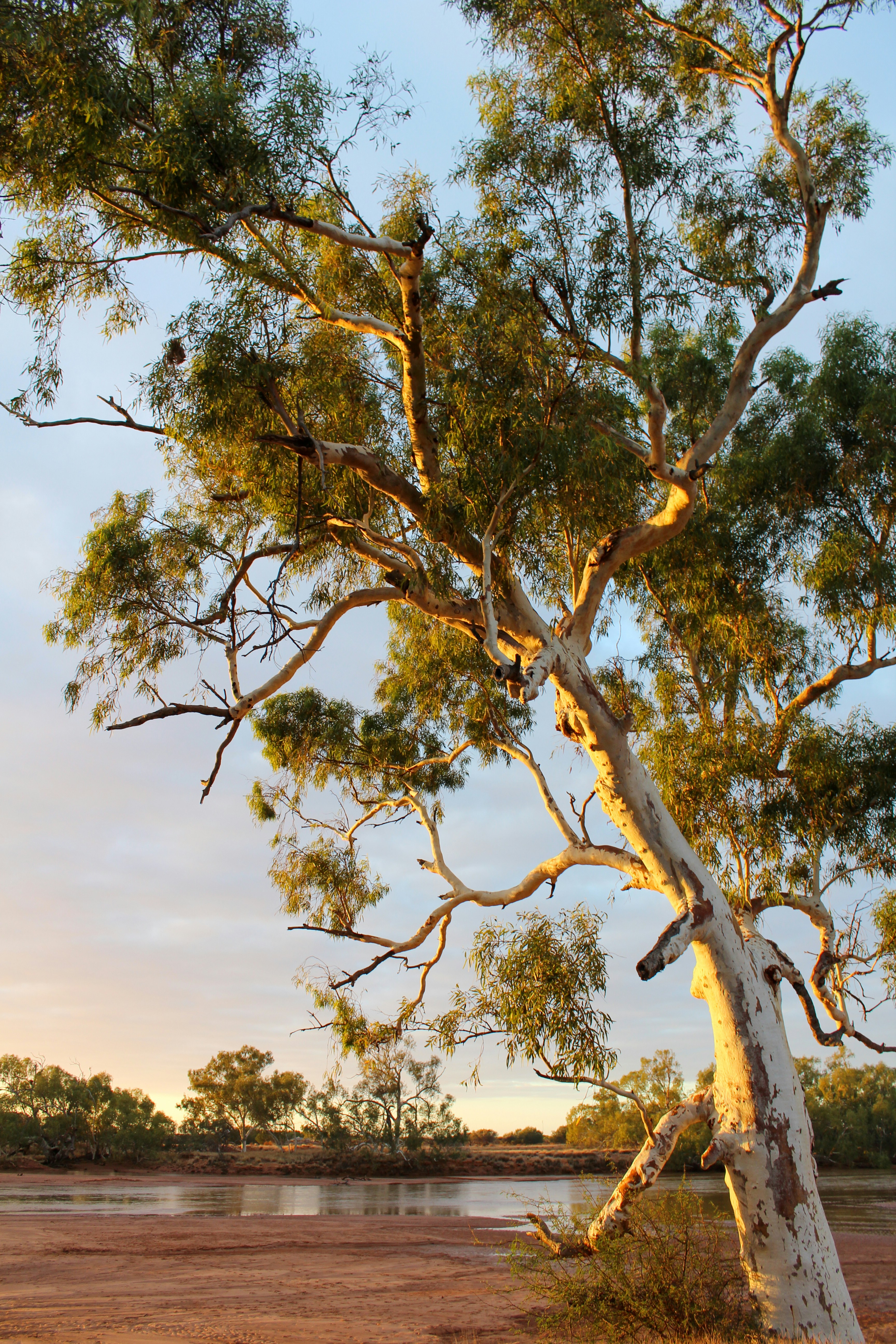 Wandering along a flooded river just after sunrise over 500 kilometres north of Perth and this beautiful gum was perfectly lit in the golden hour