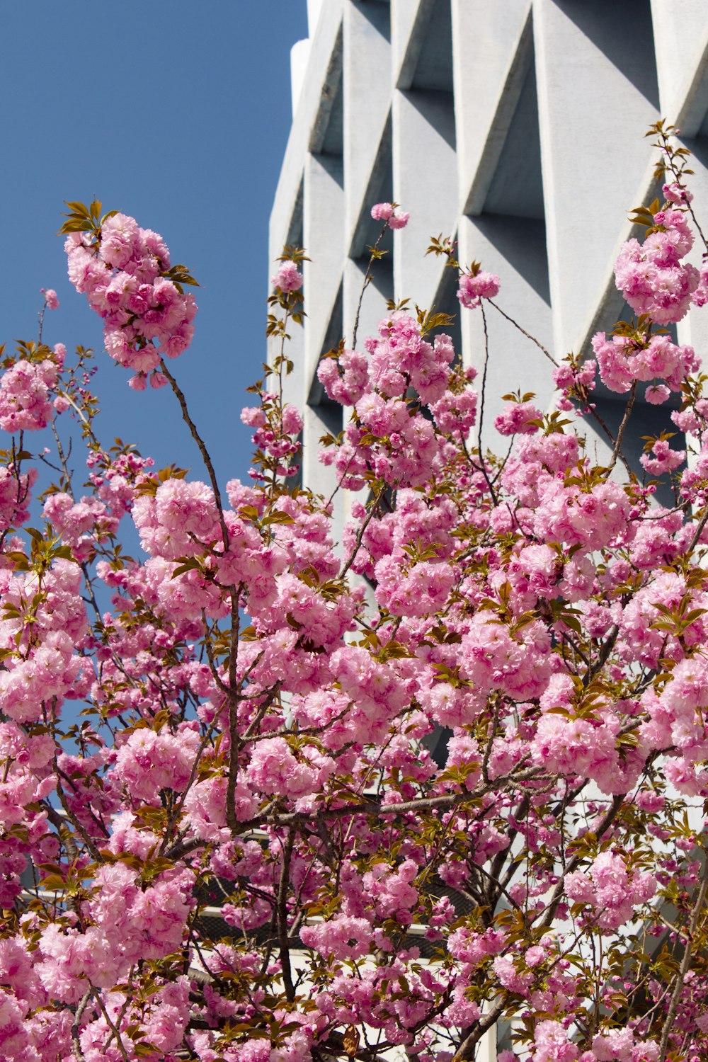 a tree with pink flowers in front of a building