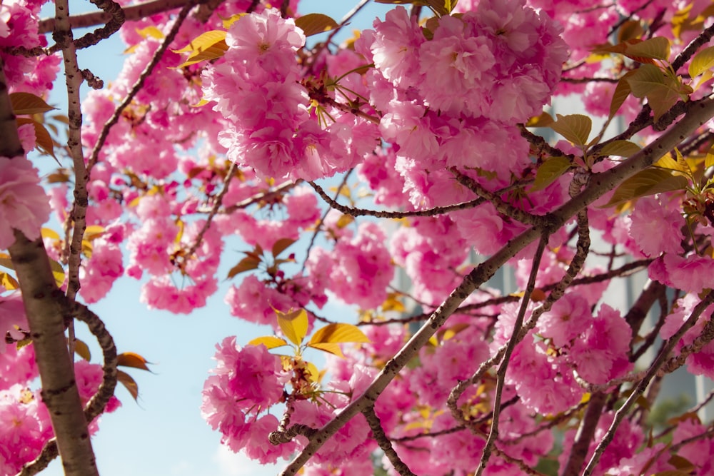 pink flowers are blooming on the branches of a tree