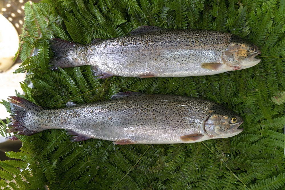 two fish laying on top of a green plant