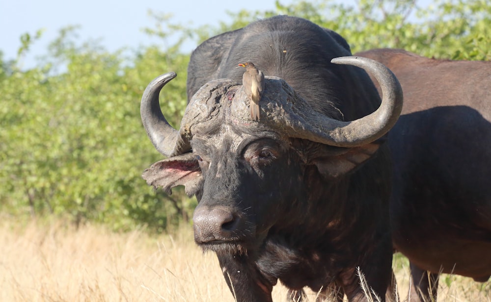 a bull with large horns standing in a field