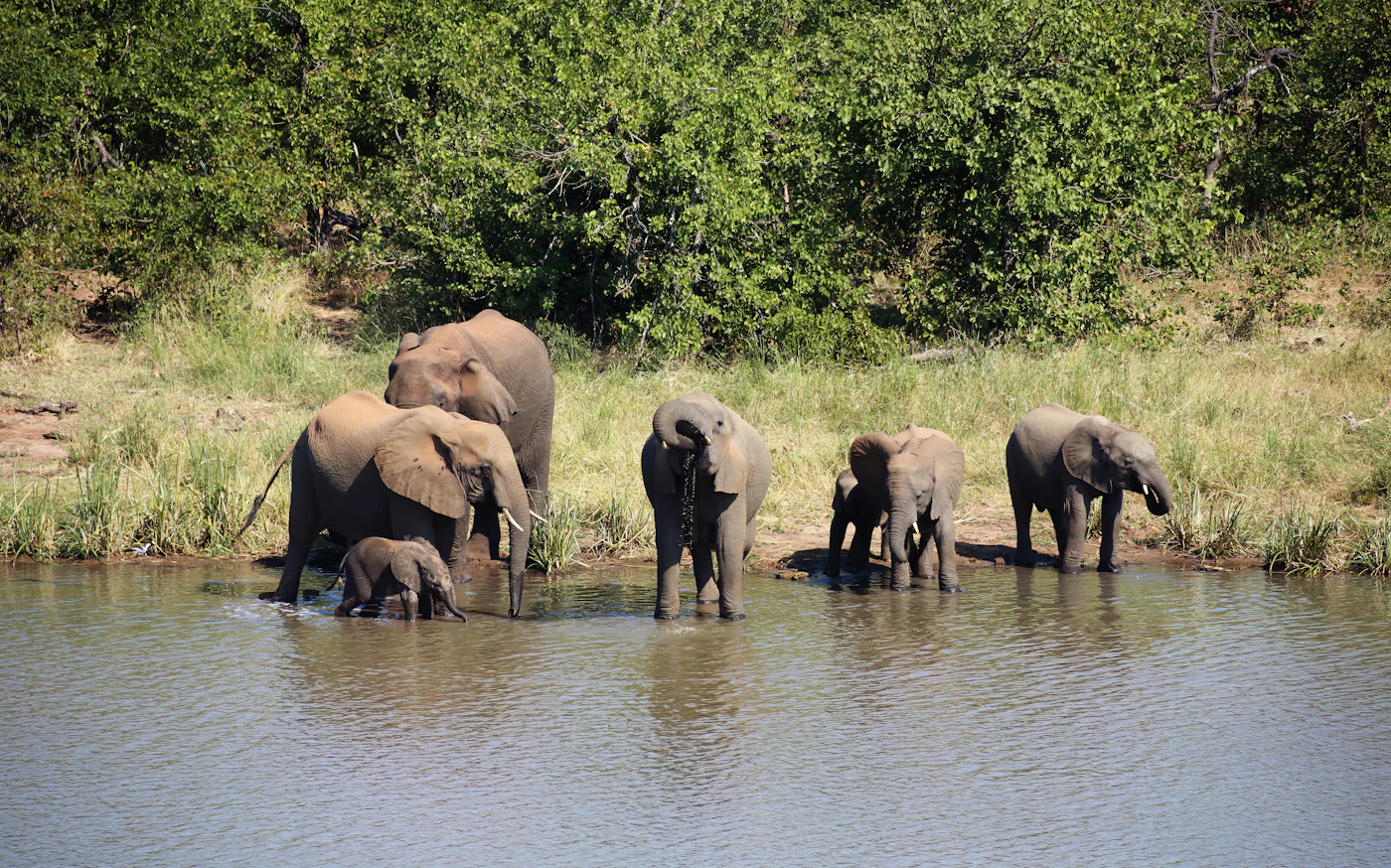 Elephant herd drinking at a dry-season waterhole, when game concentrates around the last surface water