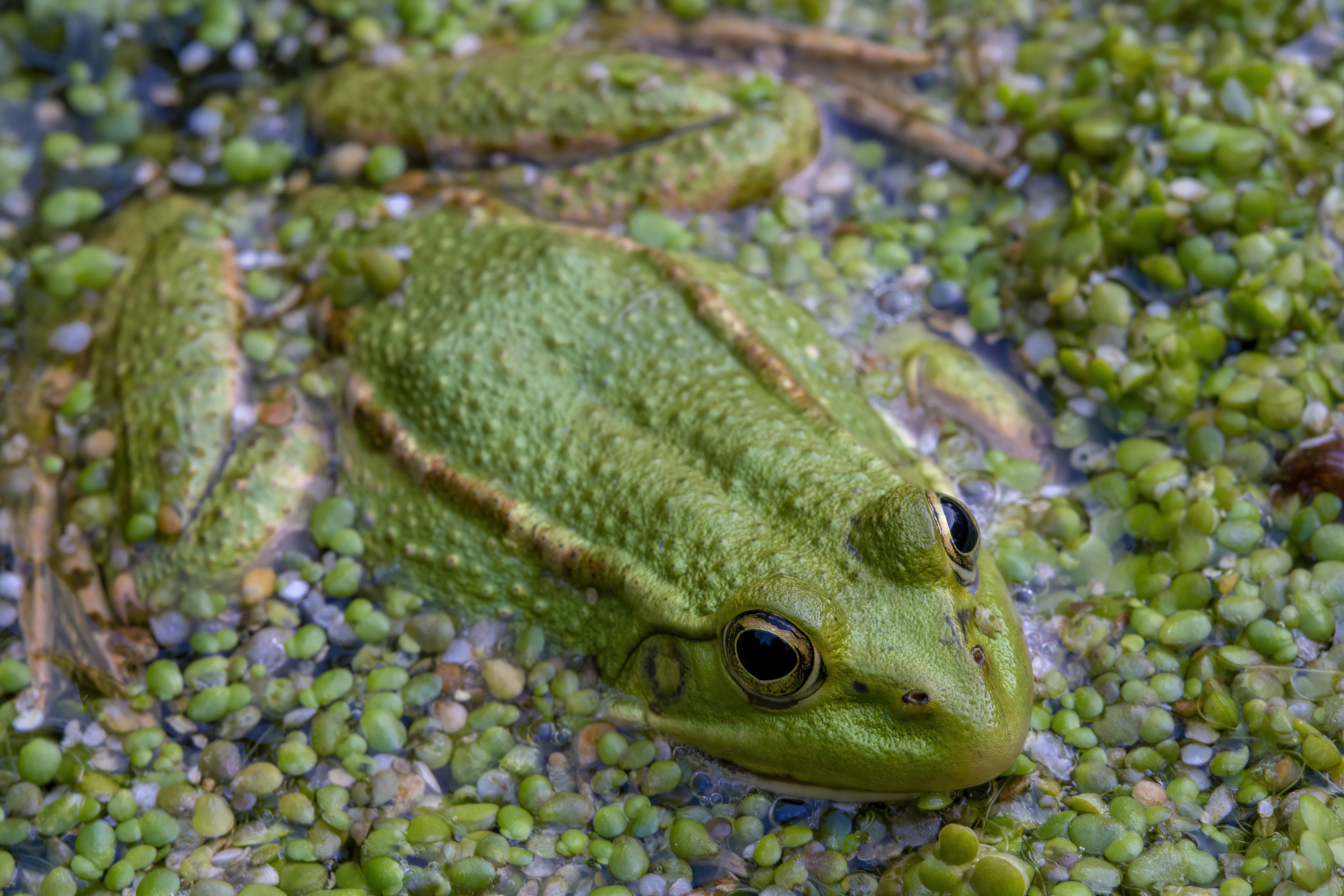 Photo by akbarnemati