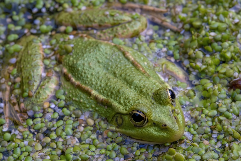 a frog that is sitting in some water